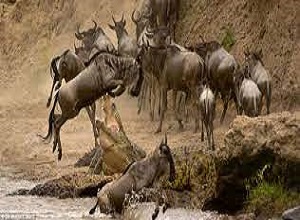 Lạc giữa bầy linh dương đầu bò khi vượt sông, ngựa vằn suýt chết thảm